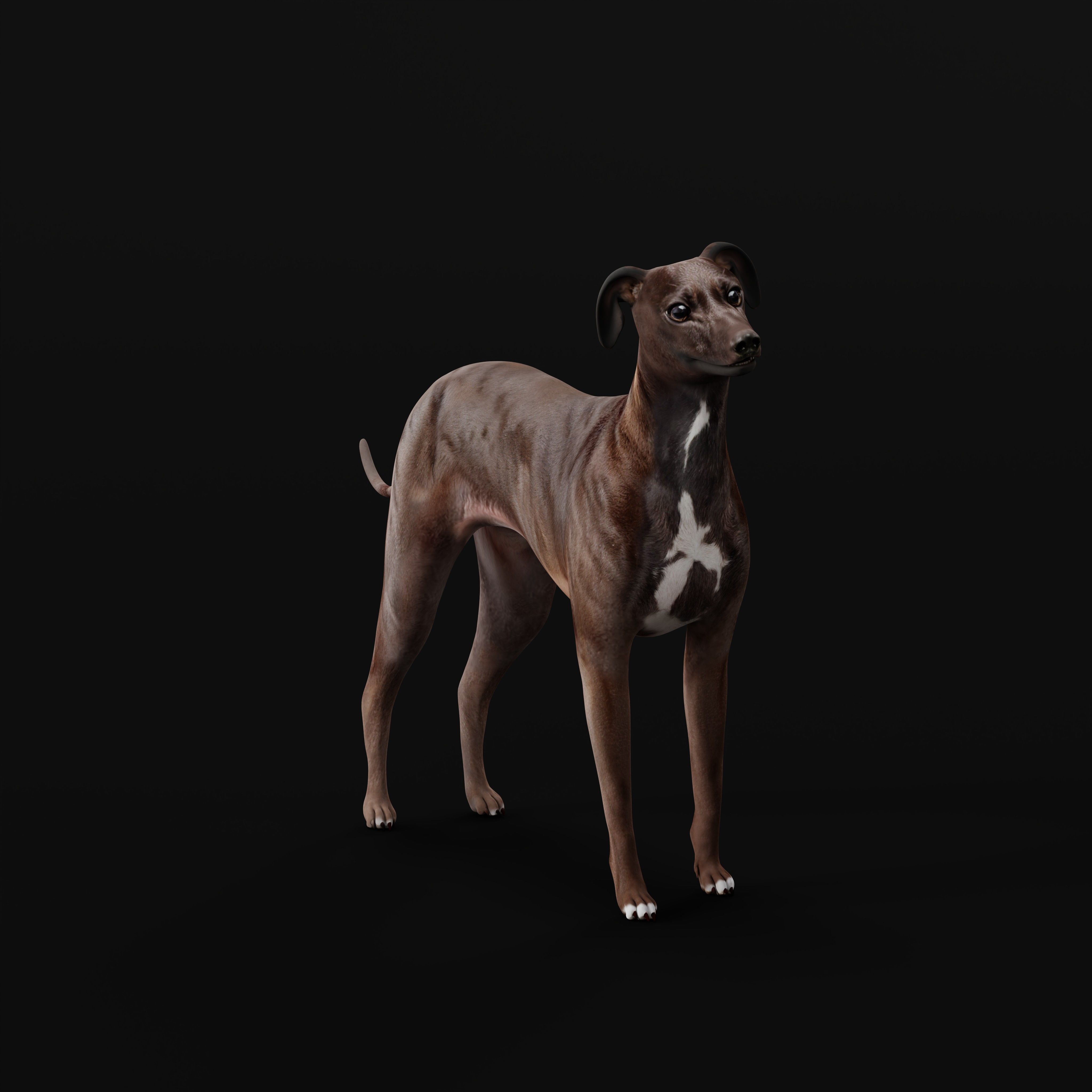 Italian Greyhound Dog Low-poly 3D model_25