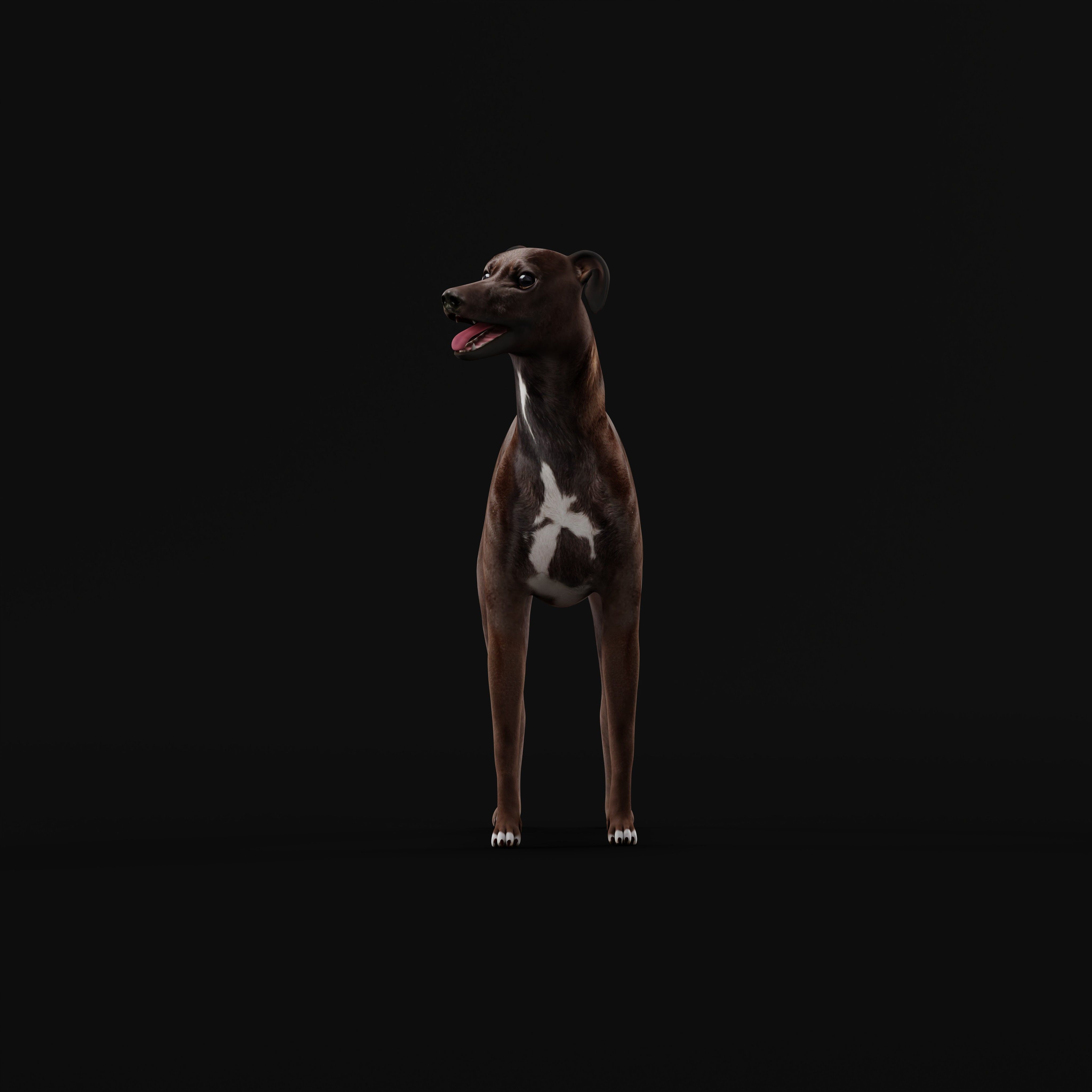 Italian Greyhound Dog Low-poly 3D model_29