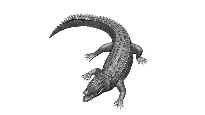 3D Hight detailed crocodile
