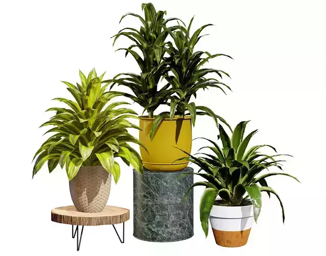 Corn Plant 3D Model Low-poly 3D model
