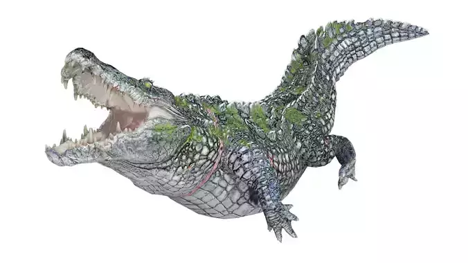 Animated Injured Crocodie Rigged Low-poly 3D model