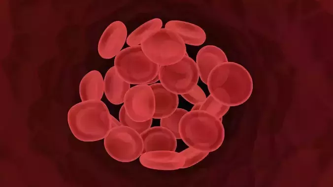 Human Blood Cells In Segment 3D model