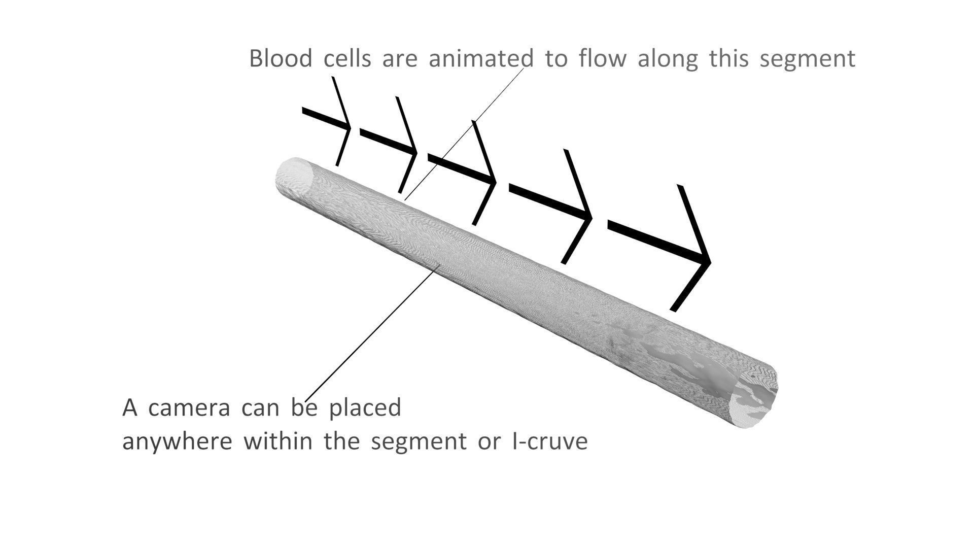 Human Blood Cells In Segment 3D model_8