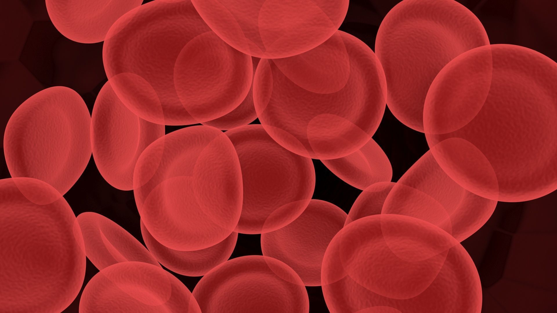 Human Blood Cells In Segment 3D model_2