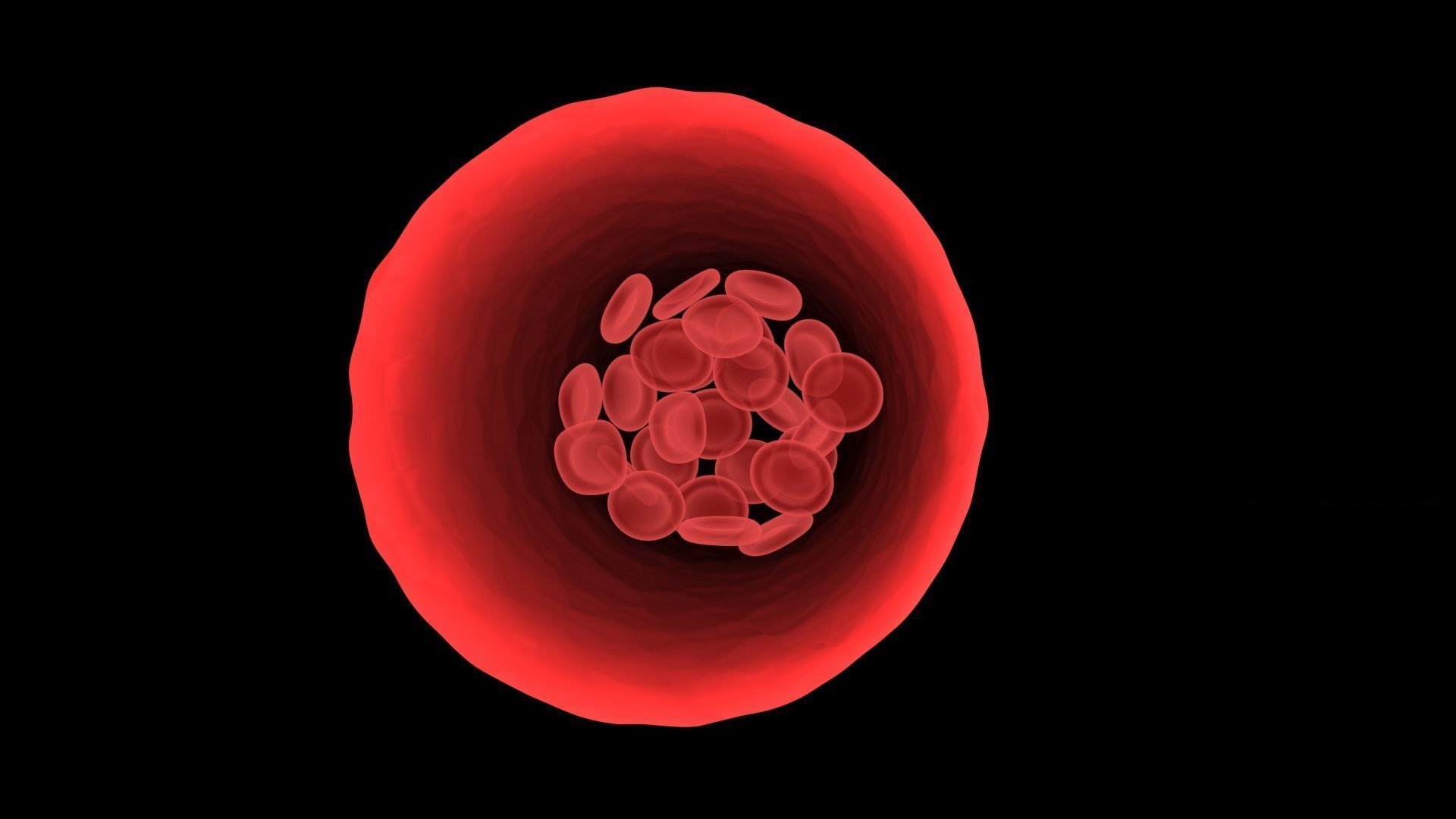 Human Blood Cells In Segment 3D model_1