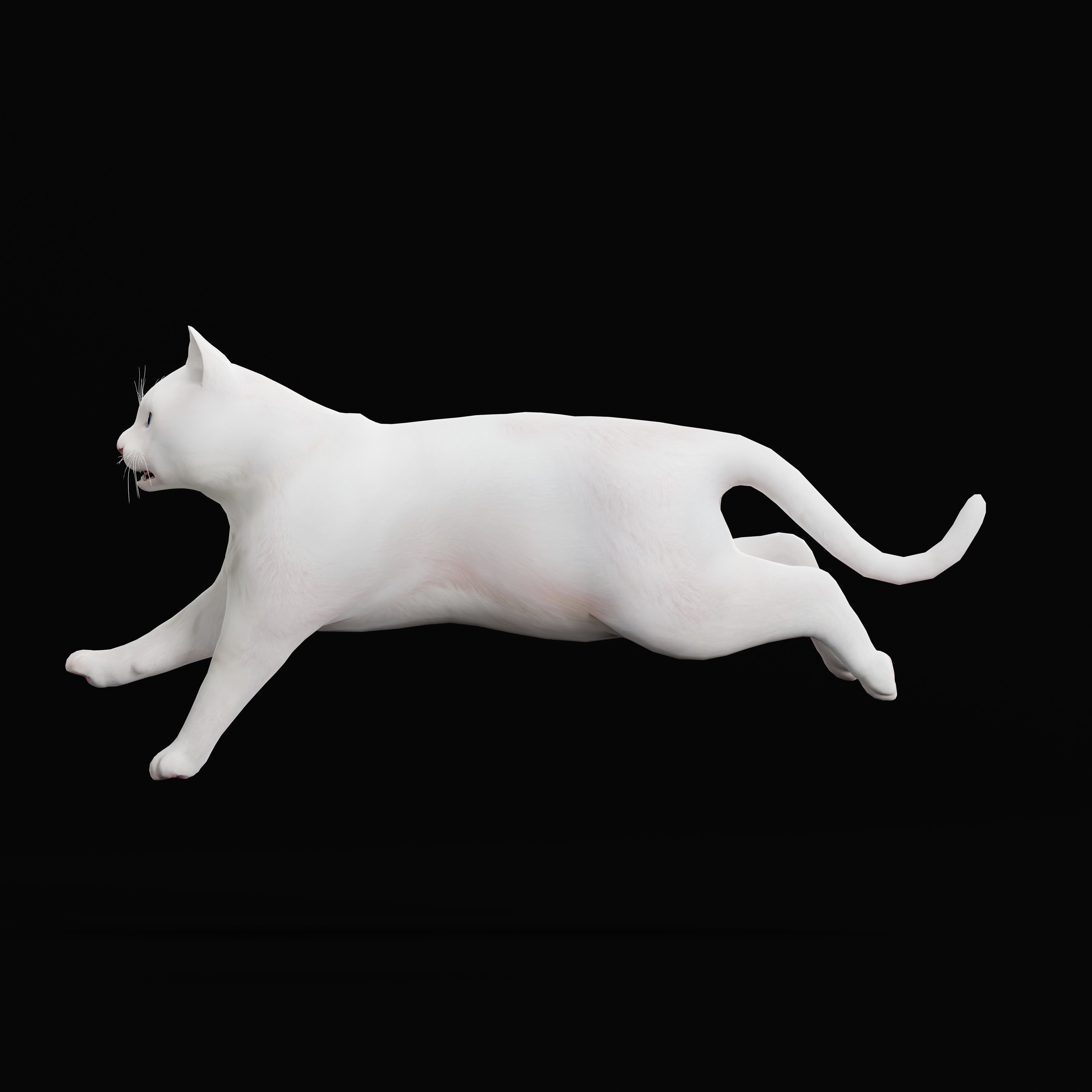 Turkish Angora Cat Low-poly 3D model_38
