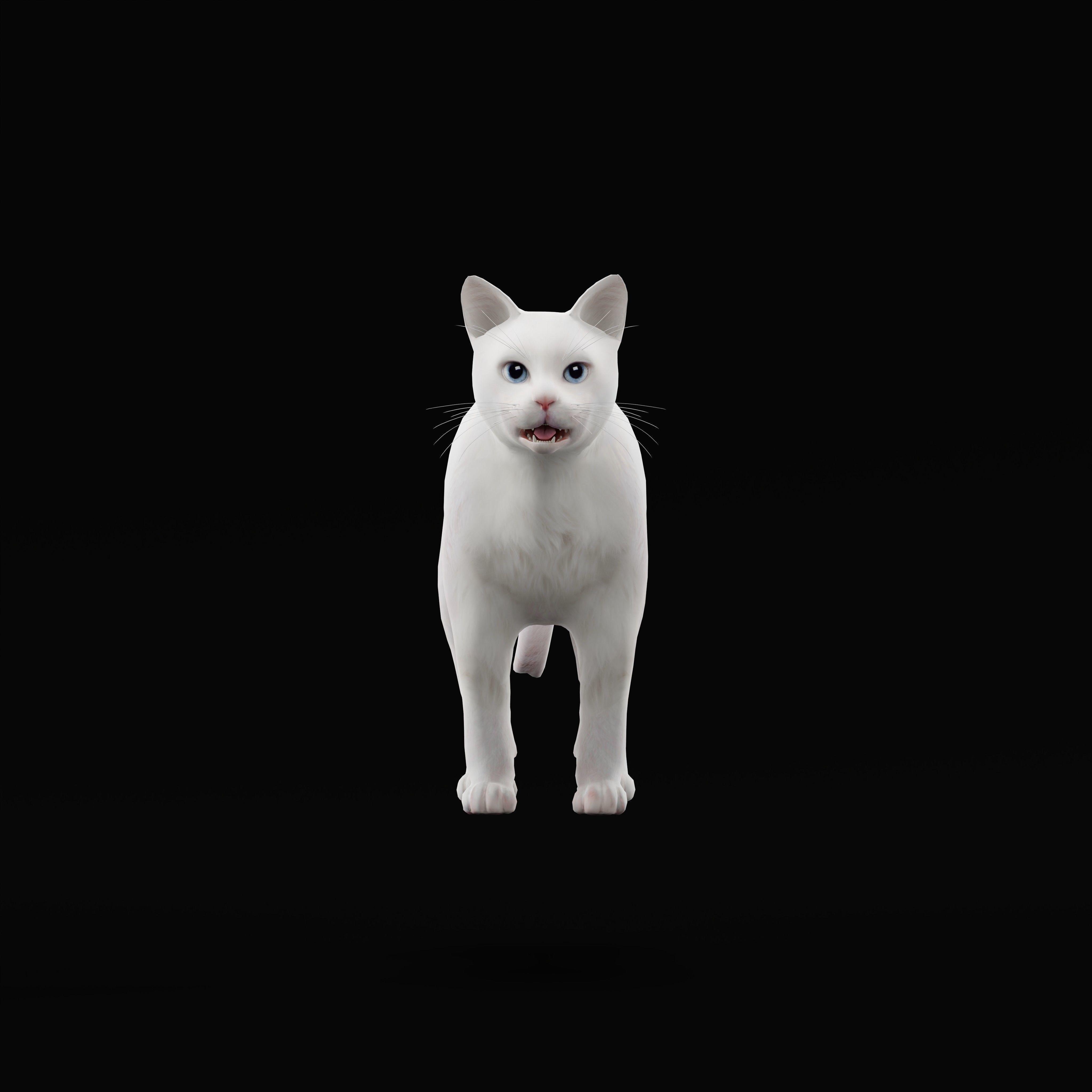 Turkish Angora Cat Low-poly 3D model_36