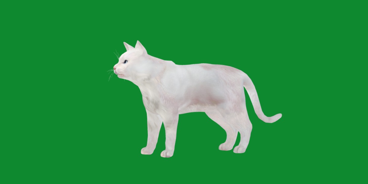 Turkish Angora Cat Low-poly 3D model_23