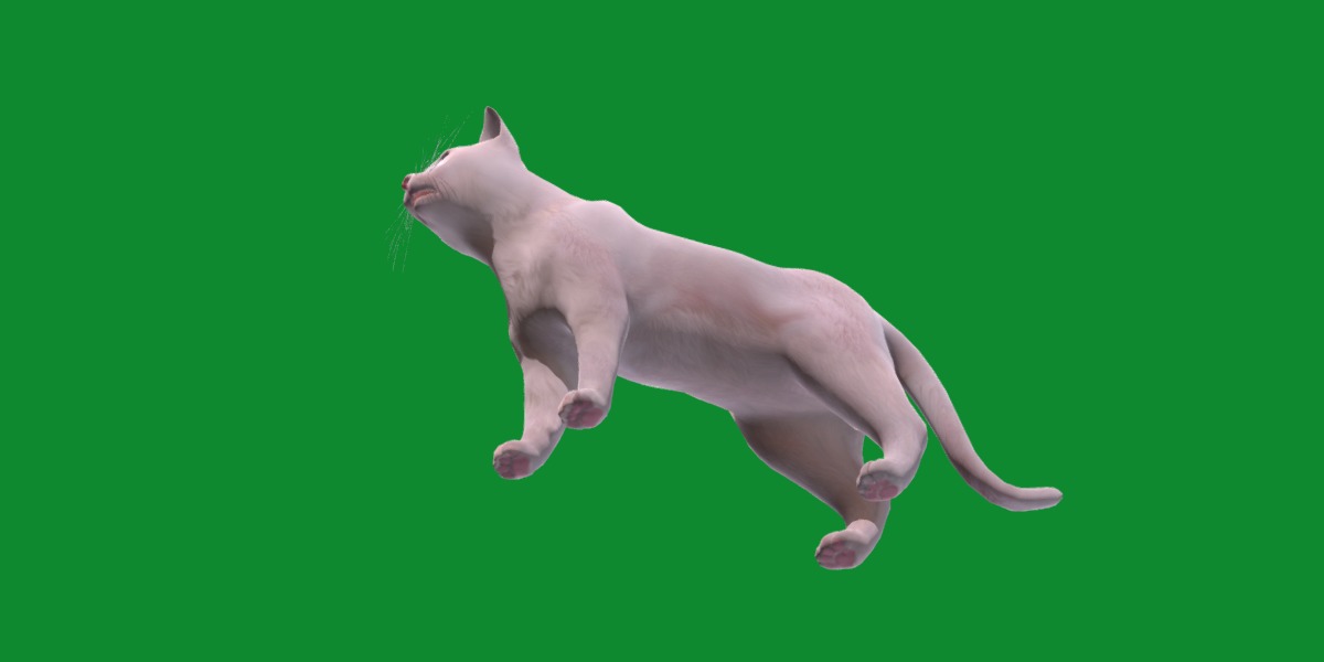 Turkish Angora Cat Low-poly 3D model_25