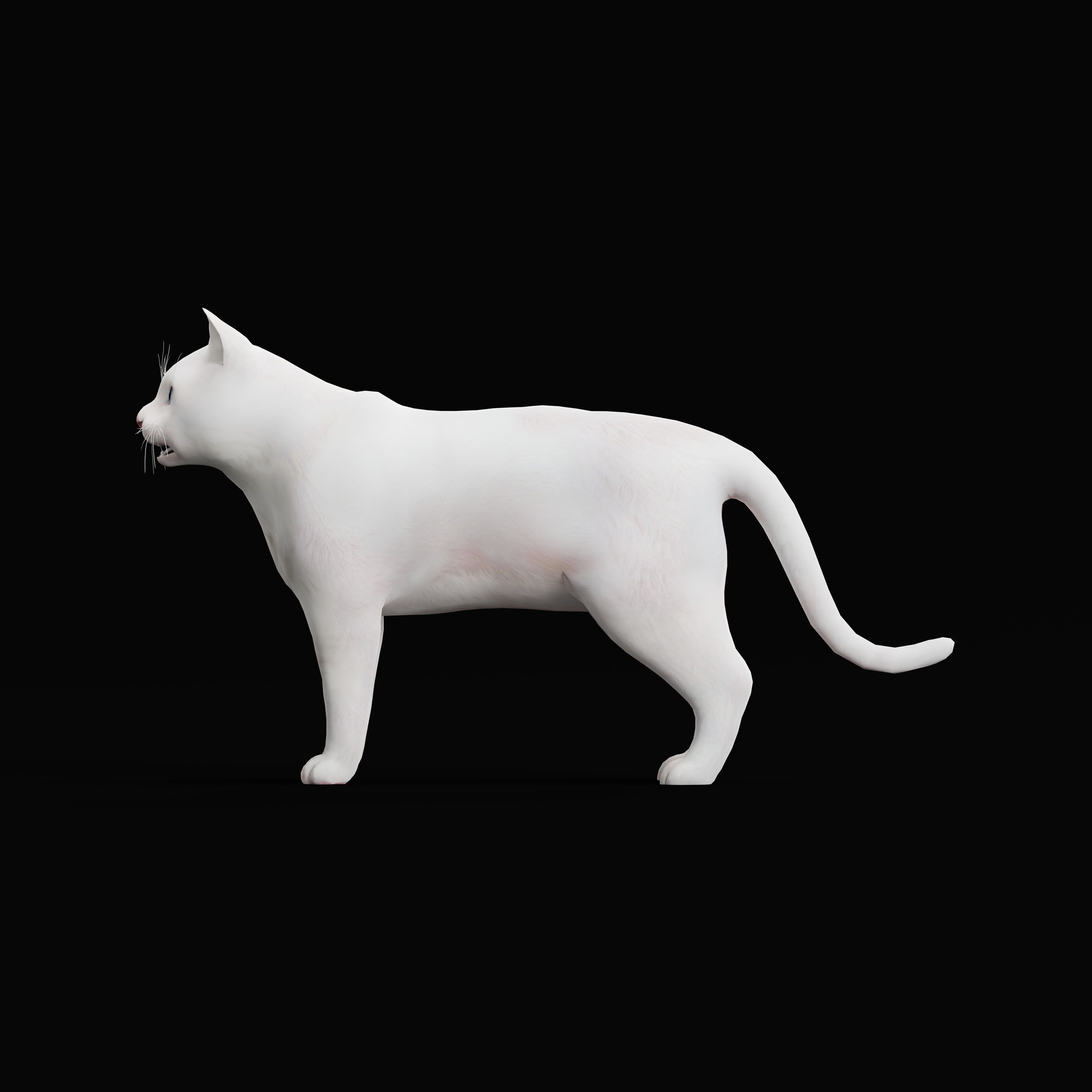 Turkish Angora Cat Low-poly 3D model_2
