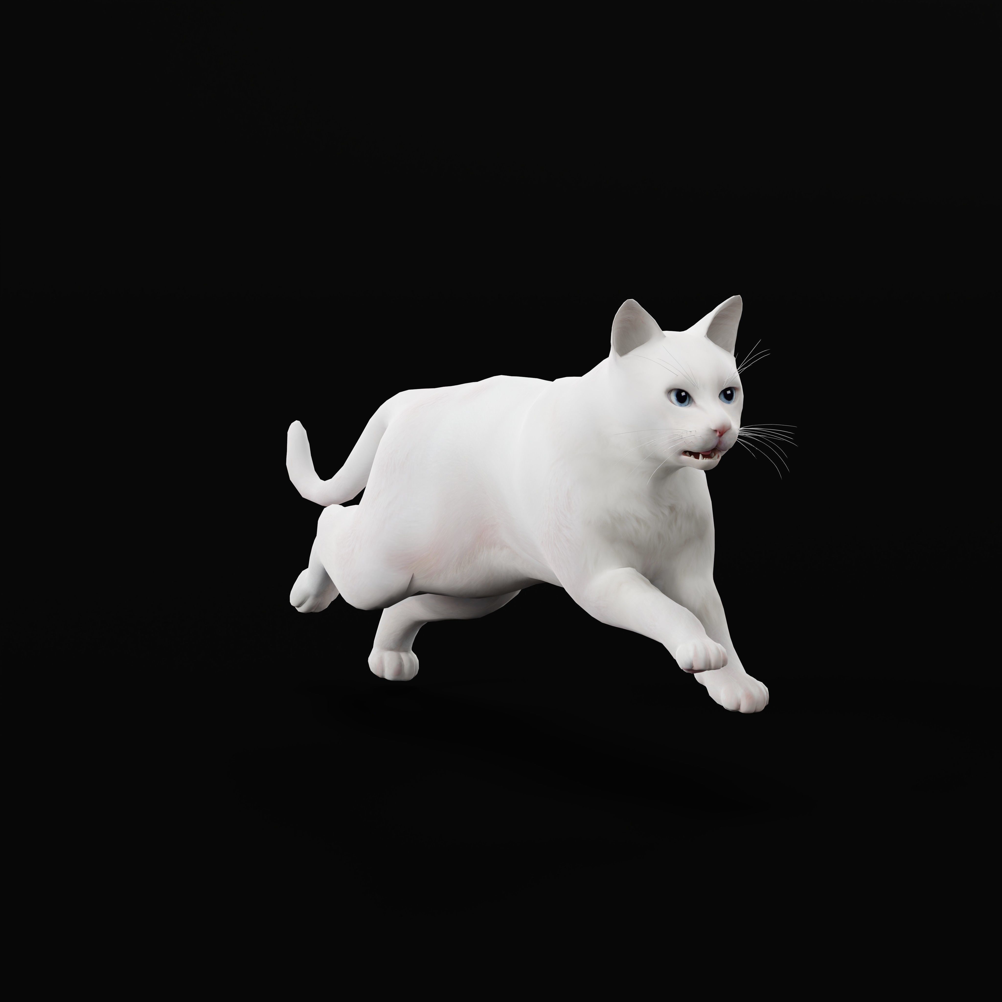 Turkish Angora Cat Low-poly 3D model_39