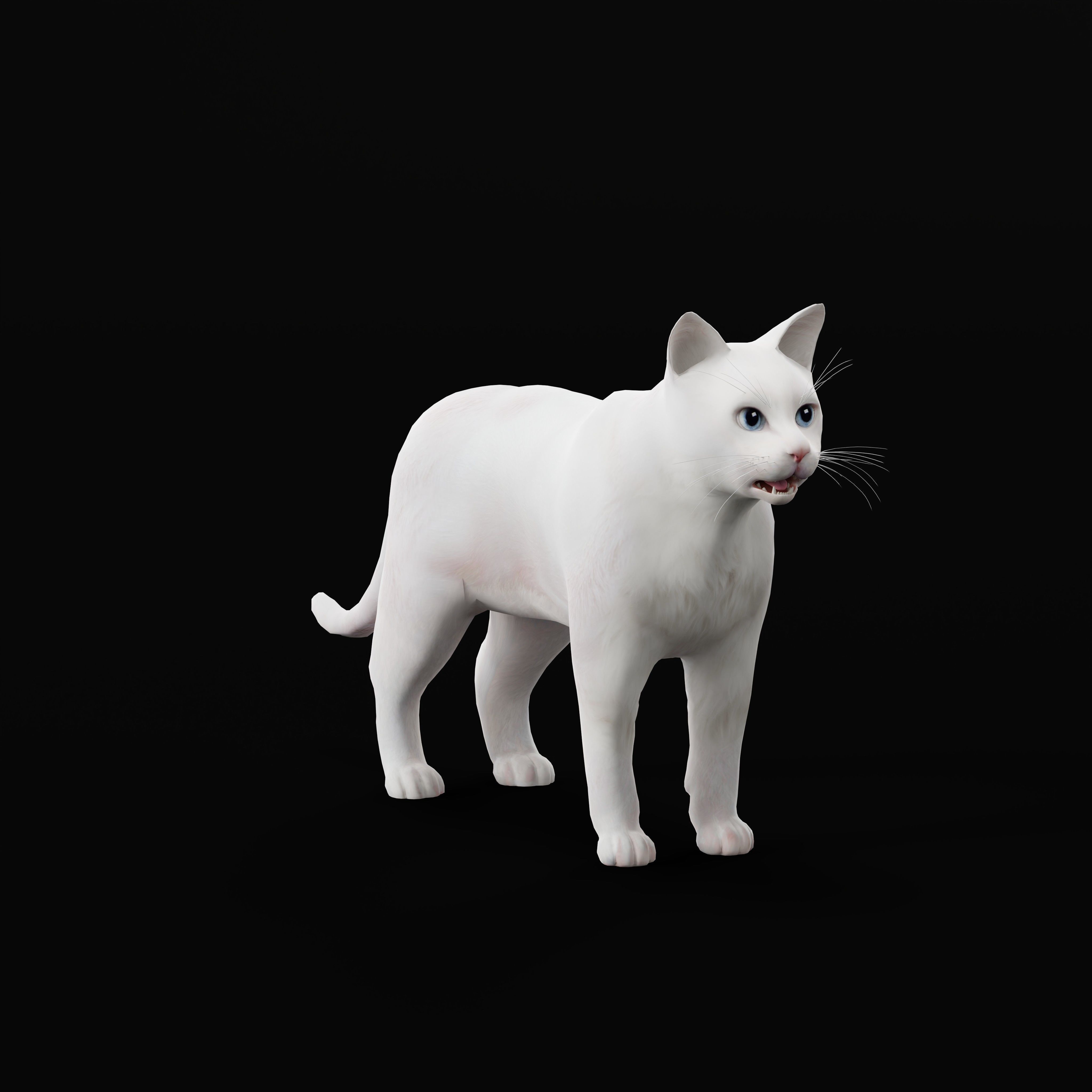 Turkish Angora Cat Low-poly 3D model_17