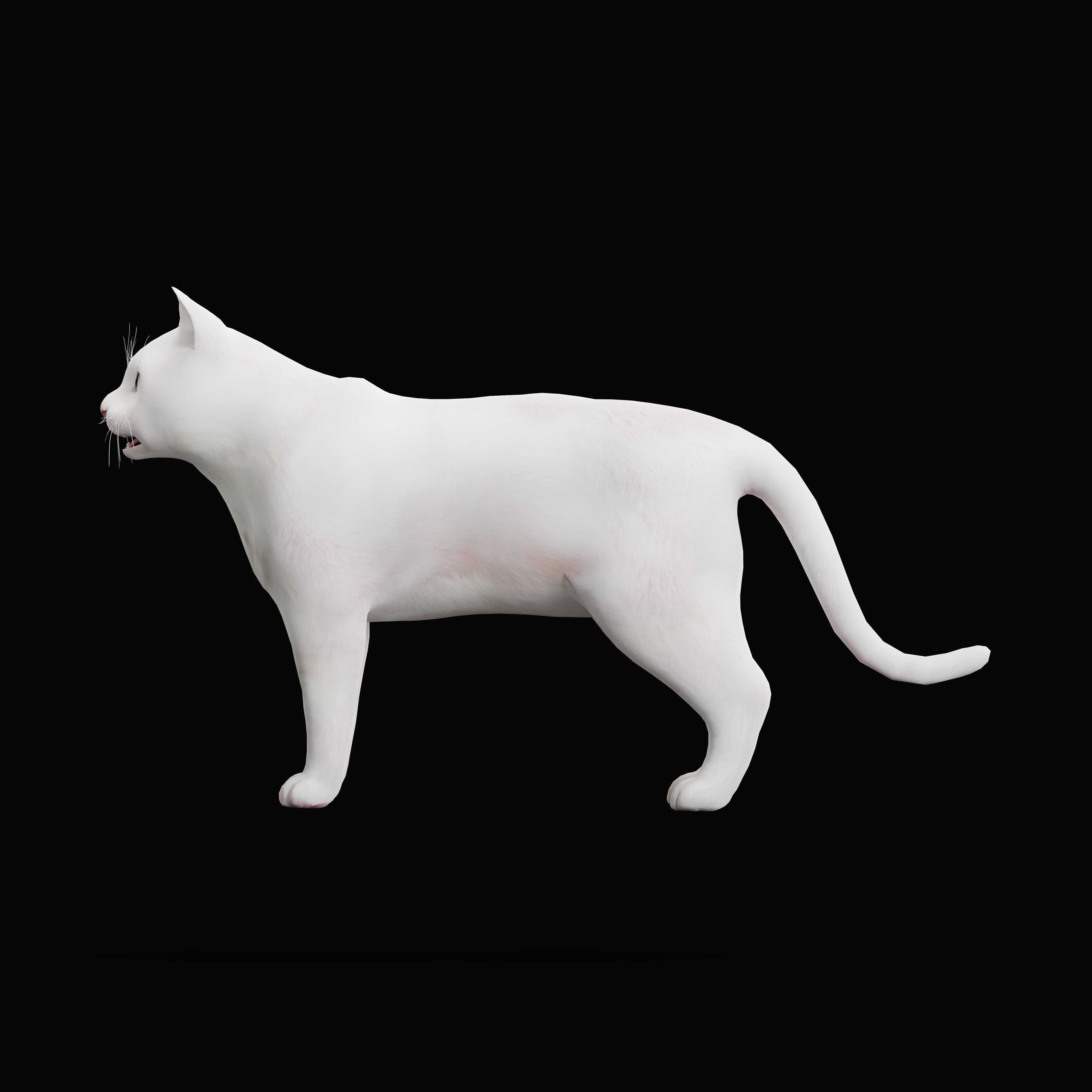 Turkish Angora Cat Low-poly 3D model_37