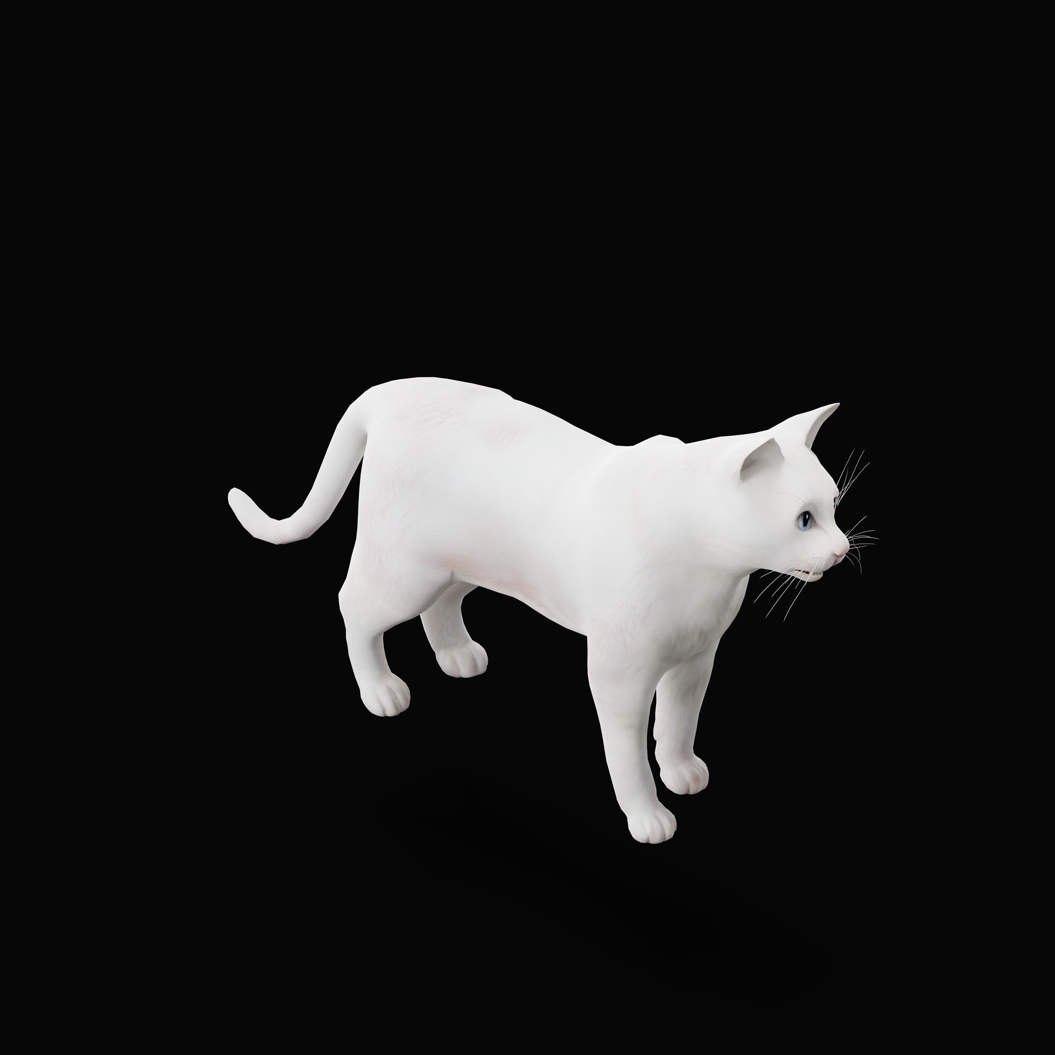 Turkish Angora Cat Low-poly 3D model_34