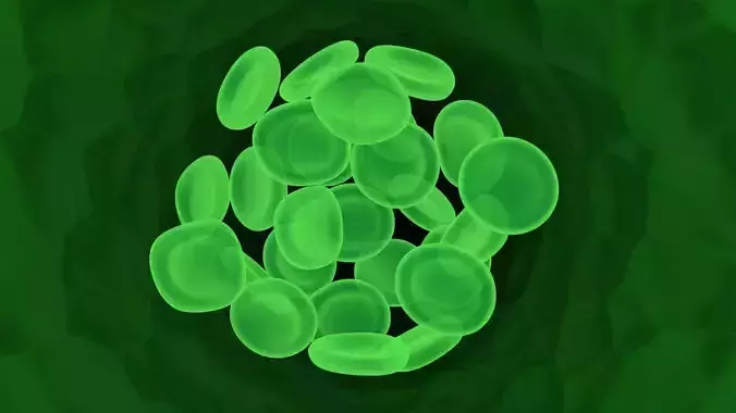 Leech Blood Cells In Segment 3D model