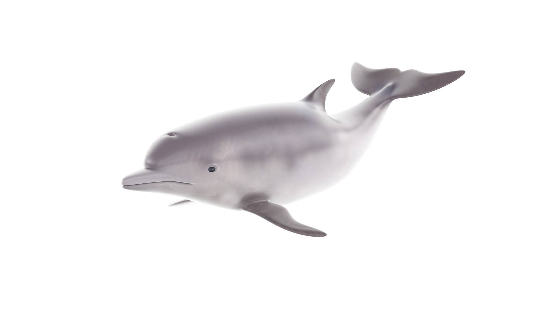 Fish Collection 3D model_4