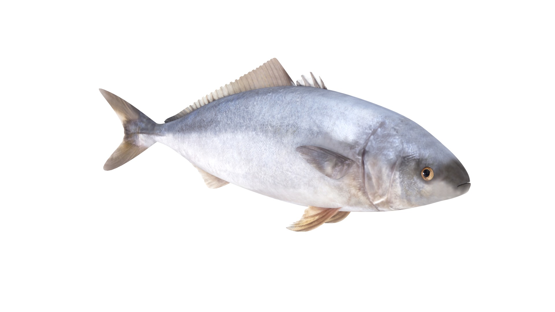 Fish Collection 3D model_12