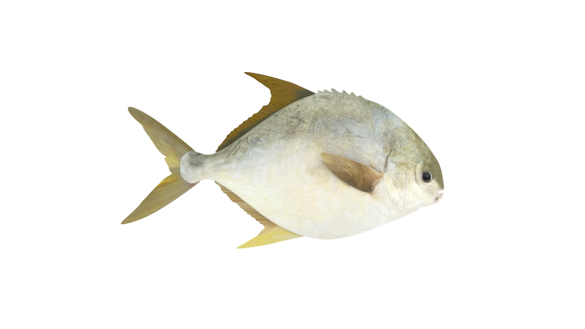 Fish Collection 3D model_9