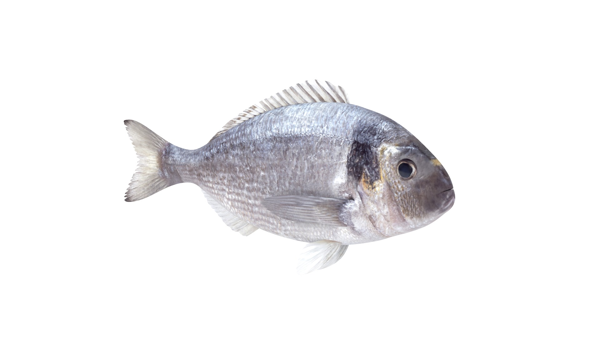 Fish Collection 3D model_6