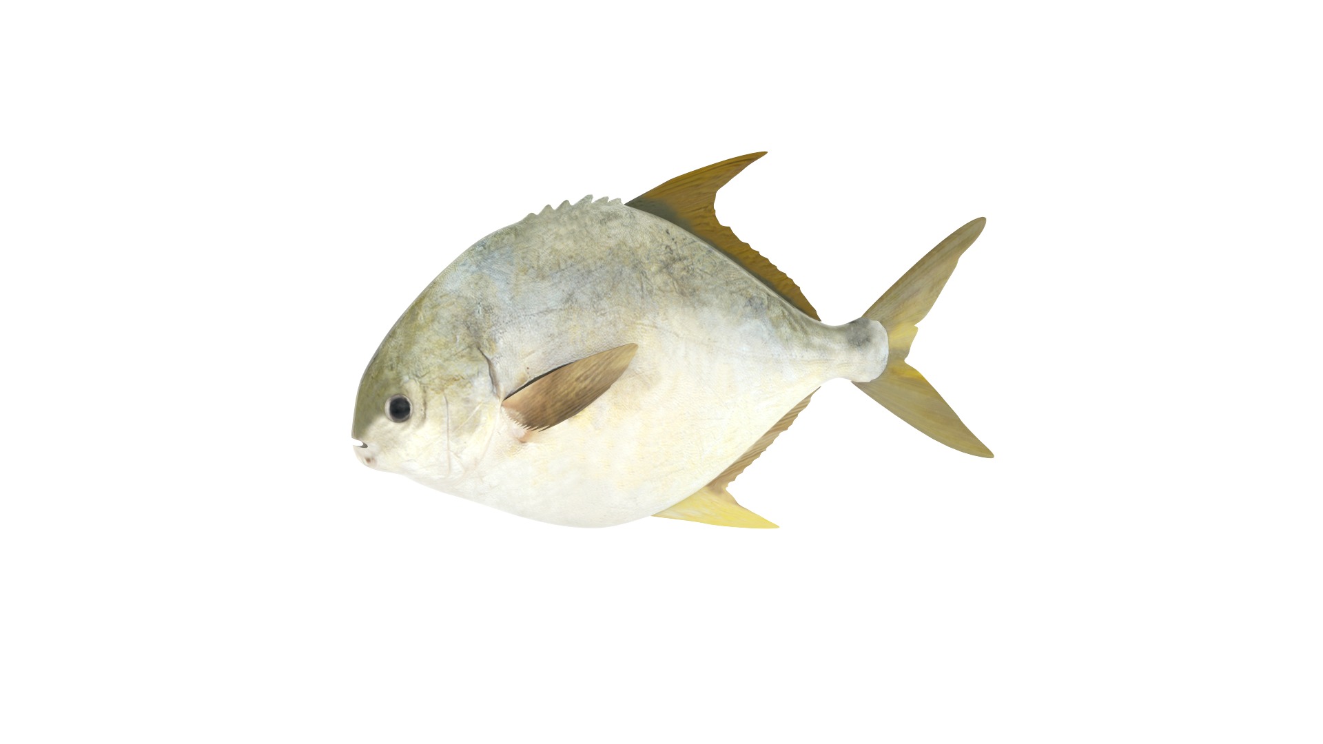 Fish Collection 3D model_10