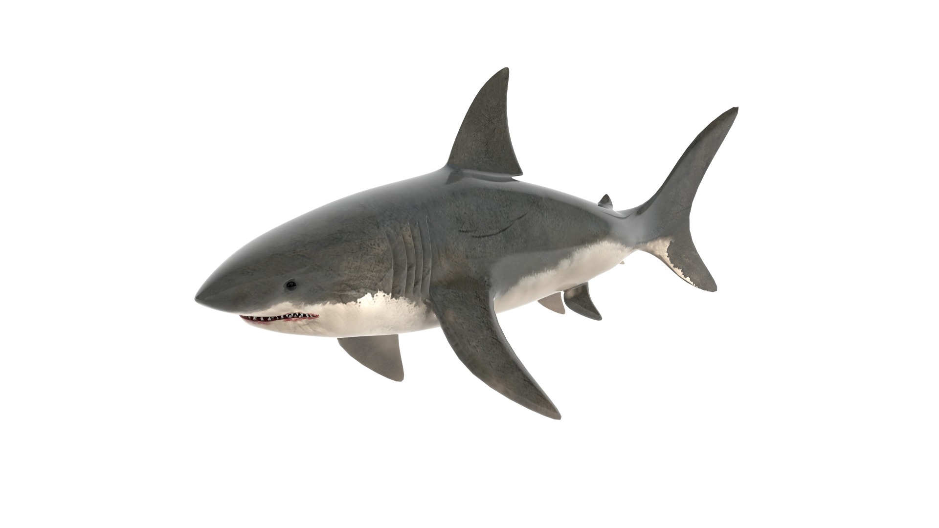 Fish Collection 3D model_14