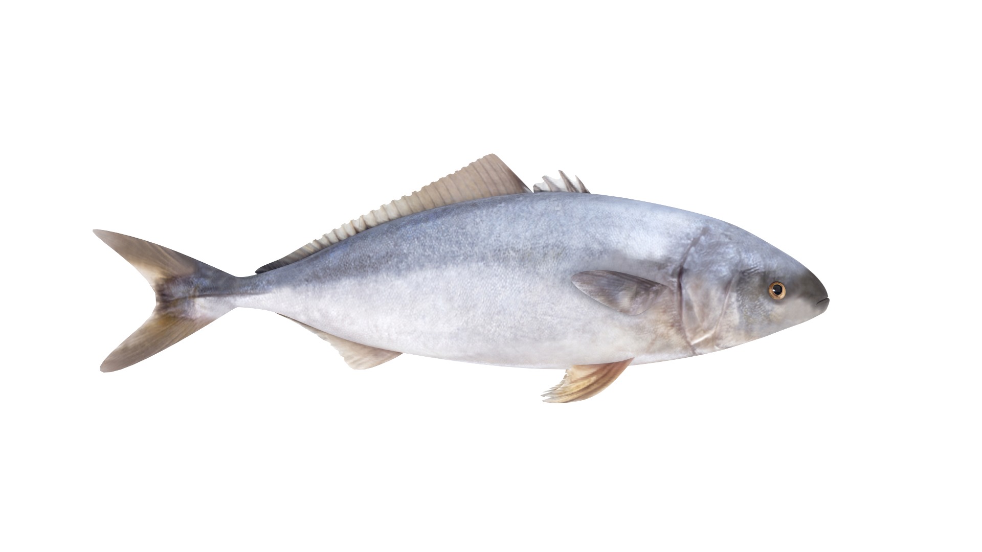 Fish Collection 3D model_11