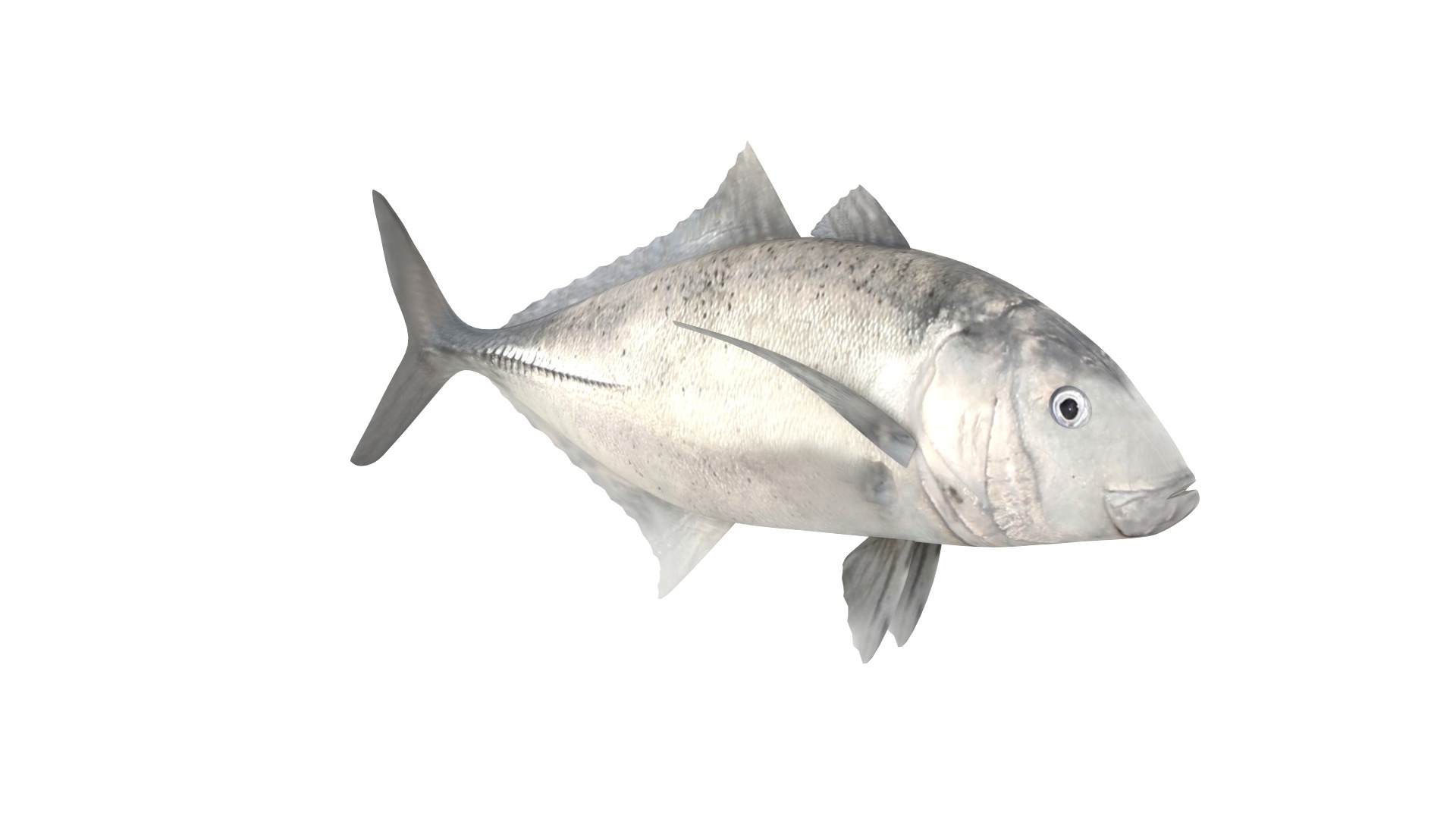 Fish Collection 3D model_2
