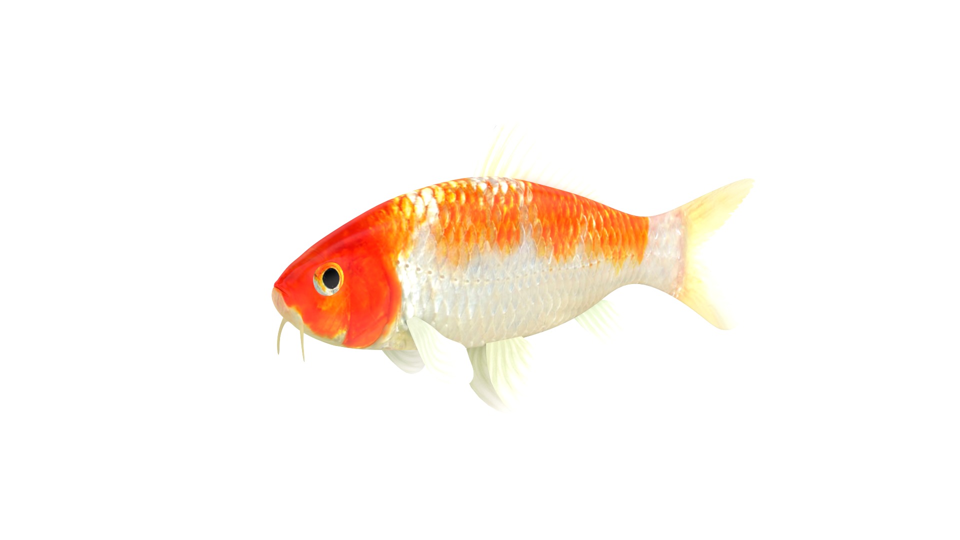 Fish Collection 3D model_8