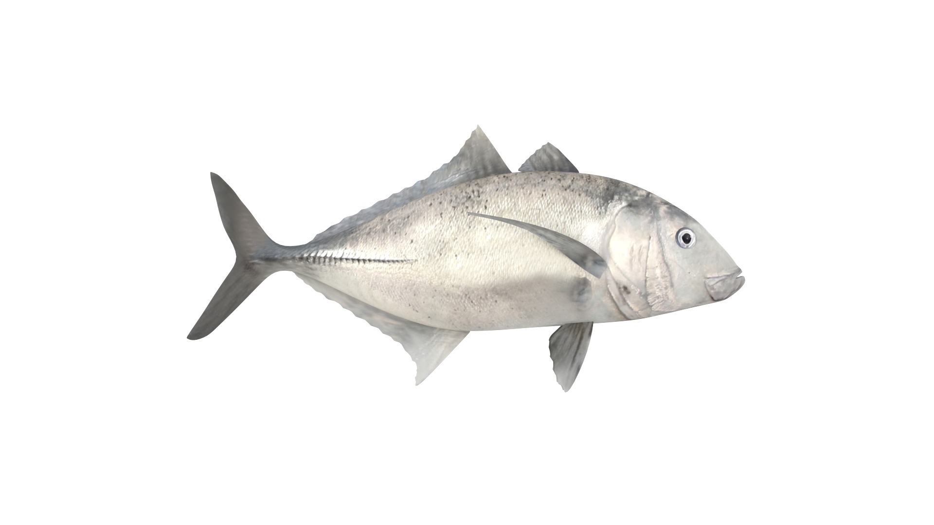 Fish Collection 3D model_1