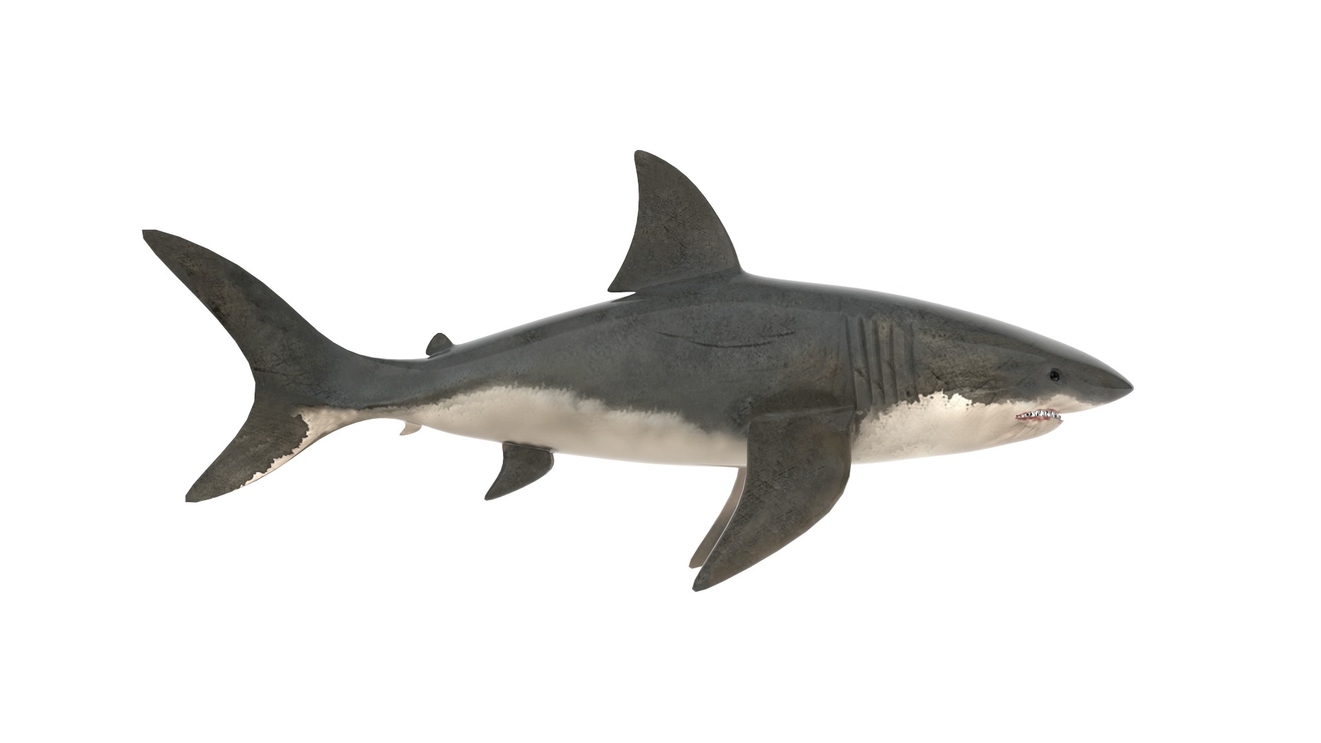 Fish Collection 3D model_13