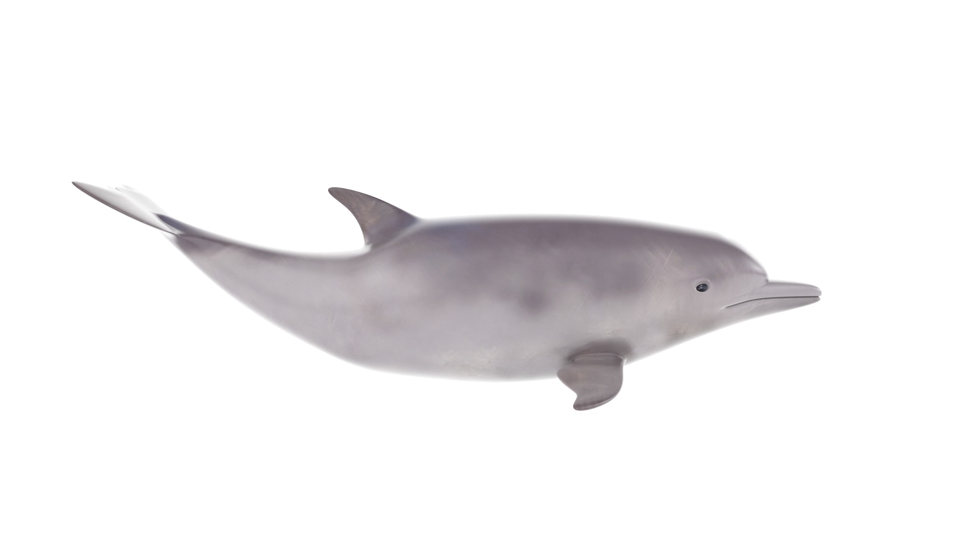 Fish Collection 3D model_3