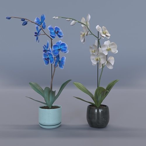 Orchid in two colors 3D model