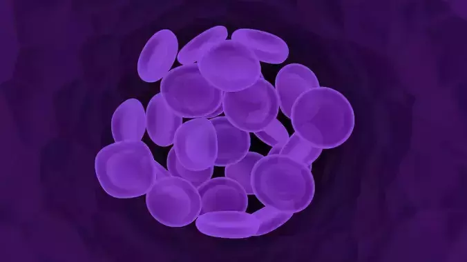 Peanut Worm Blood Cells In Segment 3D model