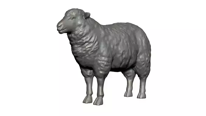 Sheep