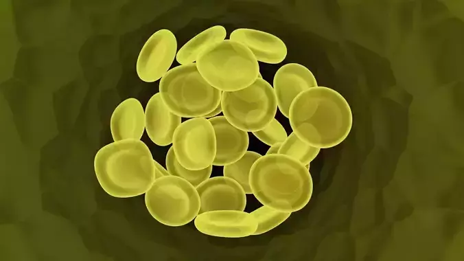 Spider Blood Cells In Segment 3D model