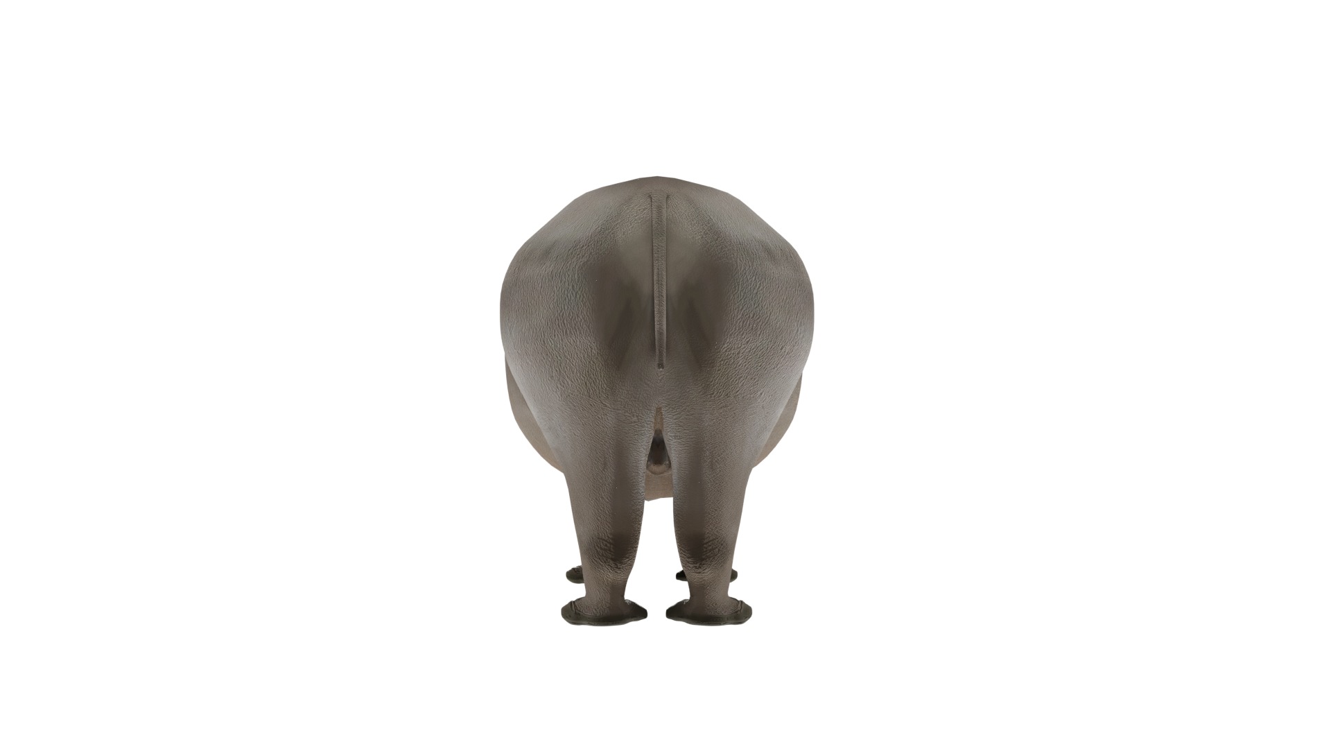 Rhino 3D Model Rigged and Animated Low-poly 3D model_6