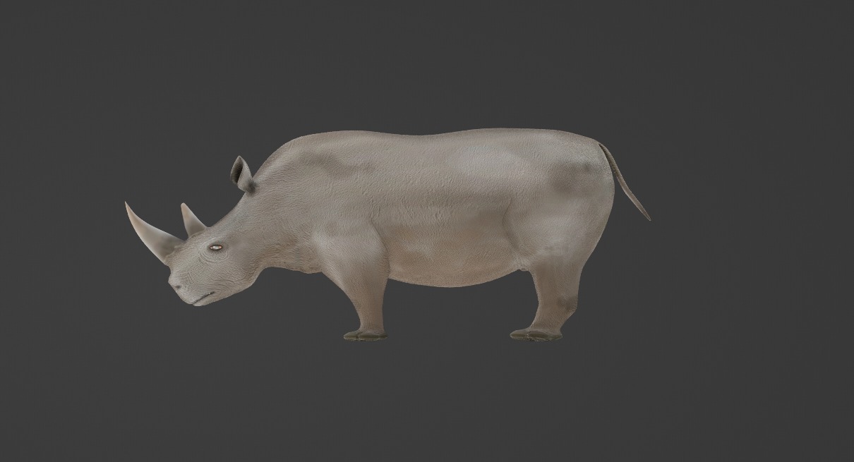 Rhino 3D Model Rigged and Animated Low-poly 3D model_14