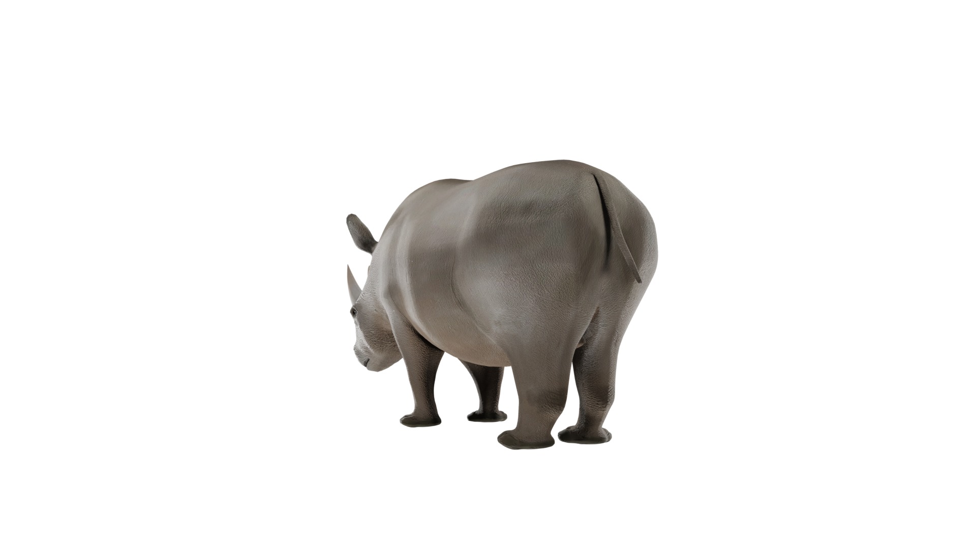 Rhino 3D Model Rigged and Animated Low-poly 3D model_10