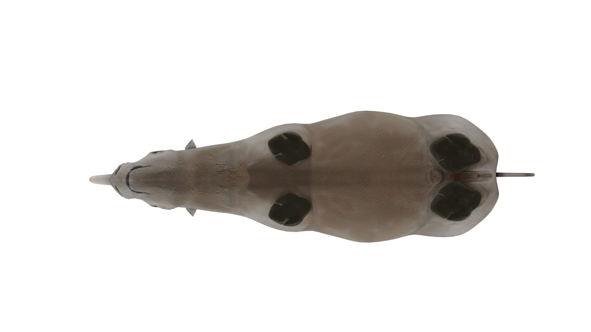 Rhino 3D Model Rigged and Animated Low-poly 3D model_8