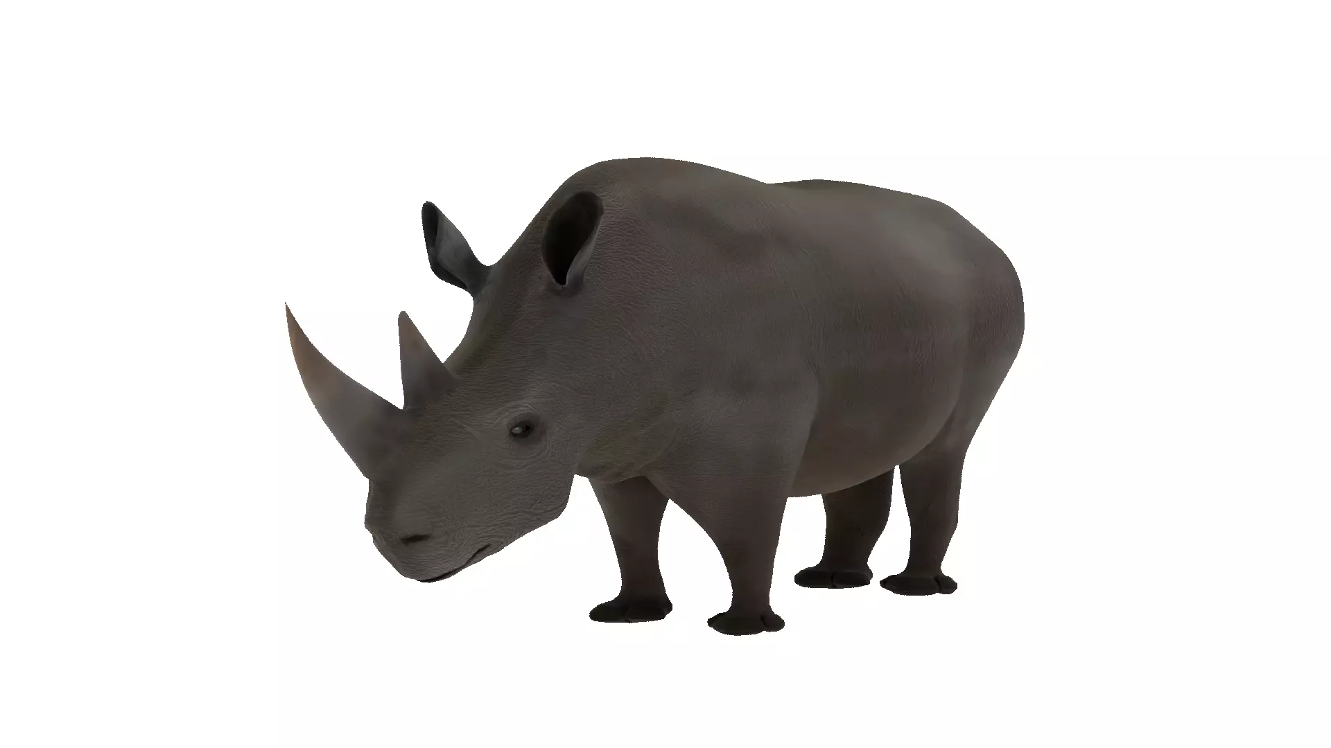Rhino 3D Model Rigged and Animated Low-poly 3D model_0
