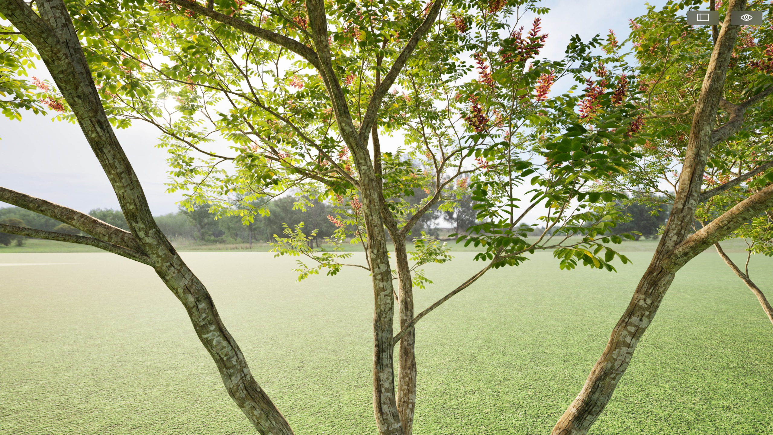 Twinmotion assets Amorpha fruticosa  3D model_4