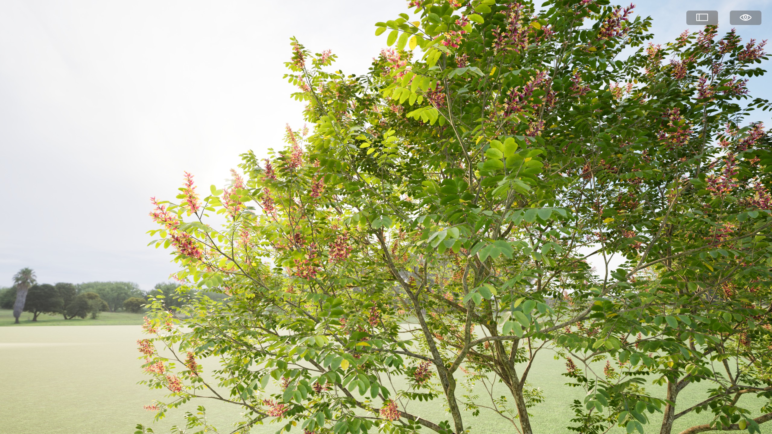 Twinmotion assets Amorpha fruticosa  3D model_3