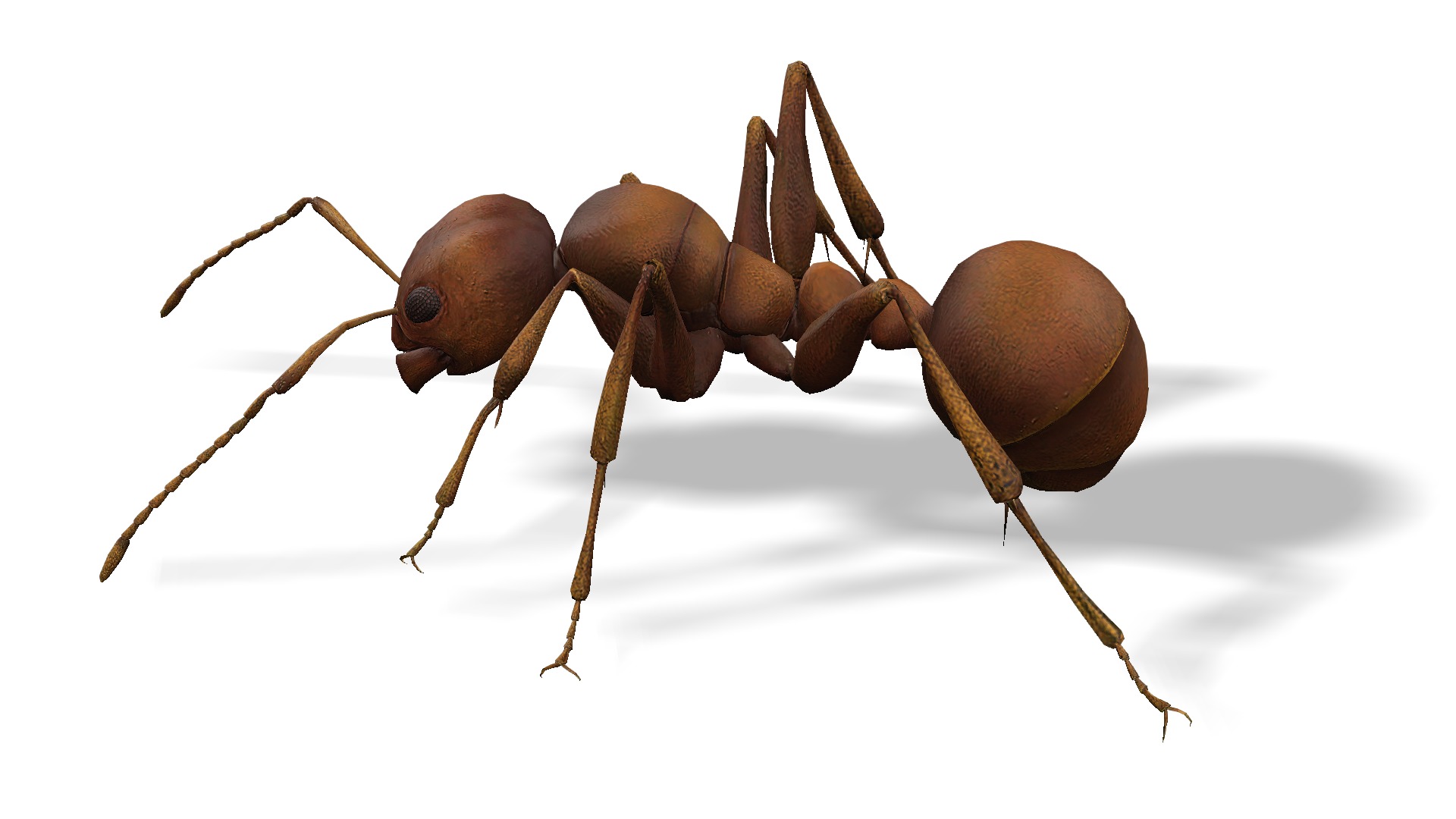 Animated Ant World Rigged Low-poly 3D model_17