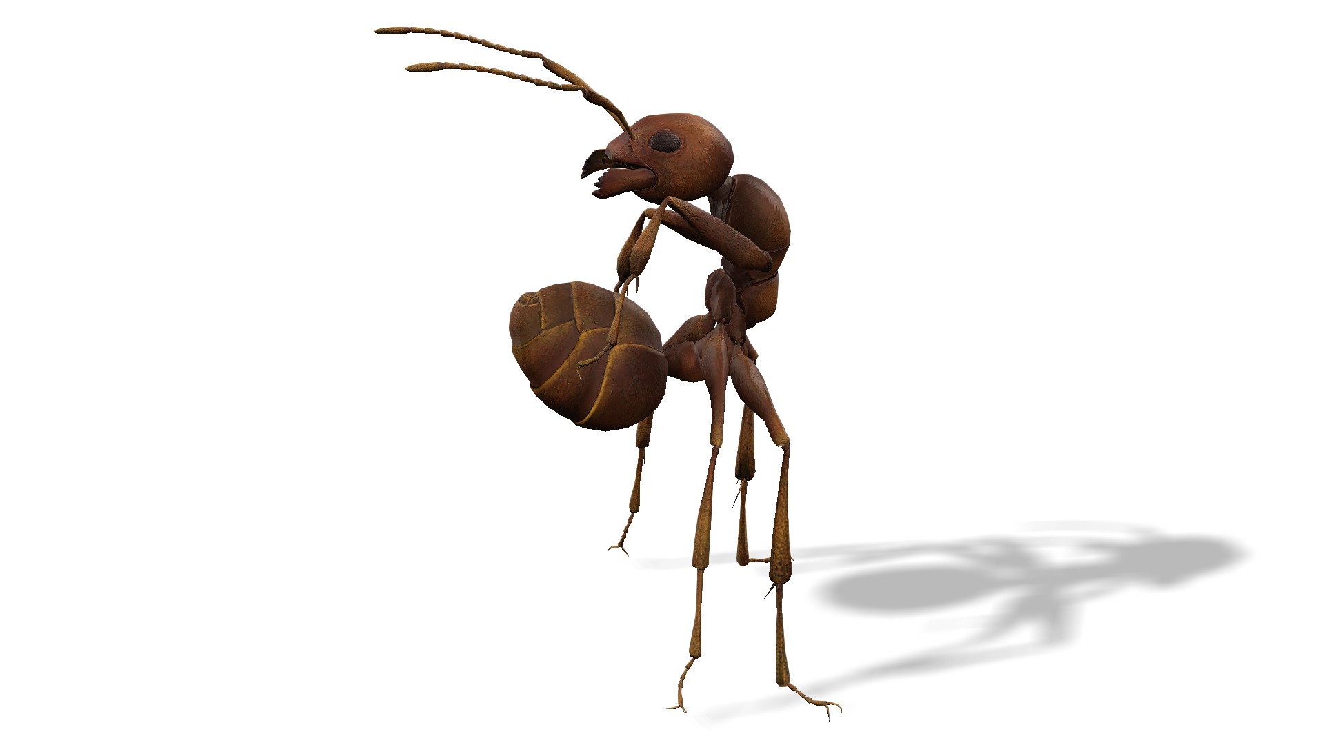 Animated Ant World Rigged Low-poly 3D model_3