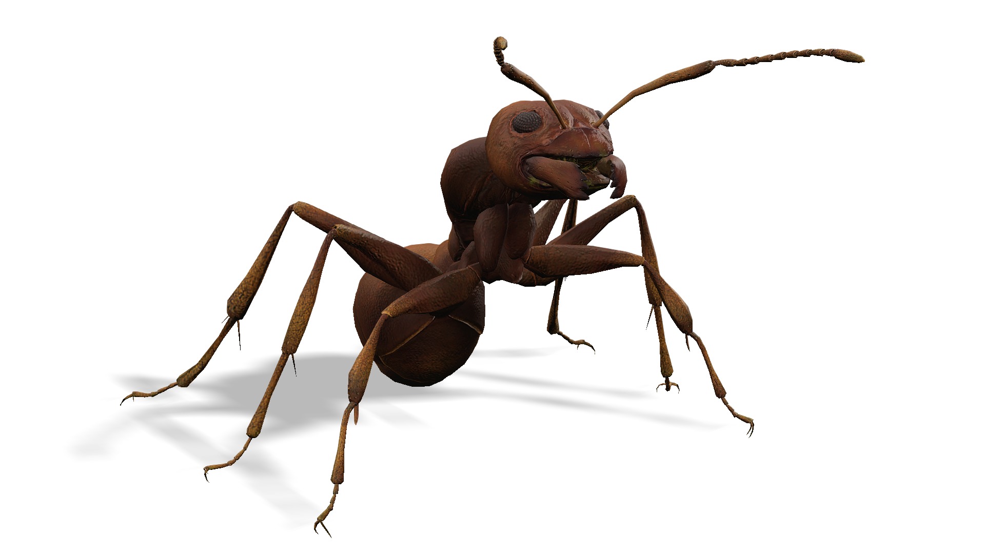 Animated Ant World Rigged Low-poly 3D model_2