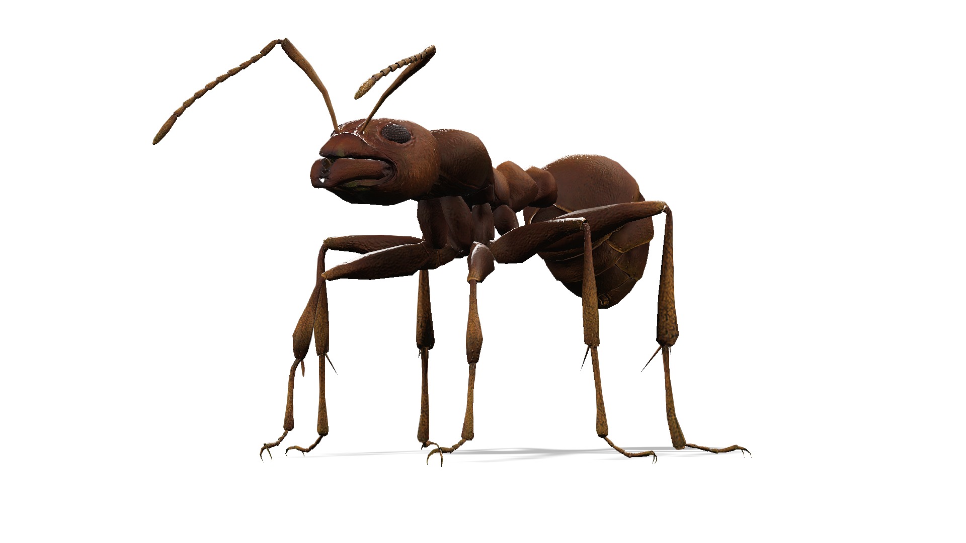Animated Ant World Rigged Low-poly 3D model_5