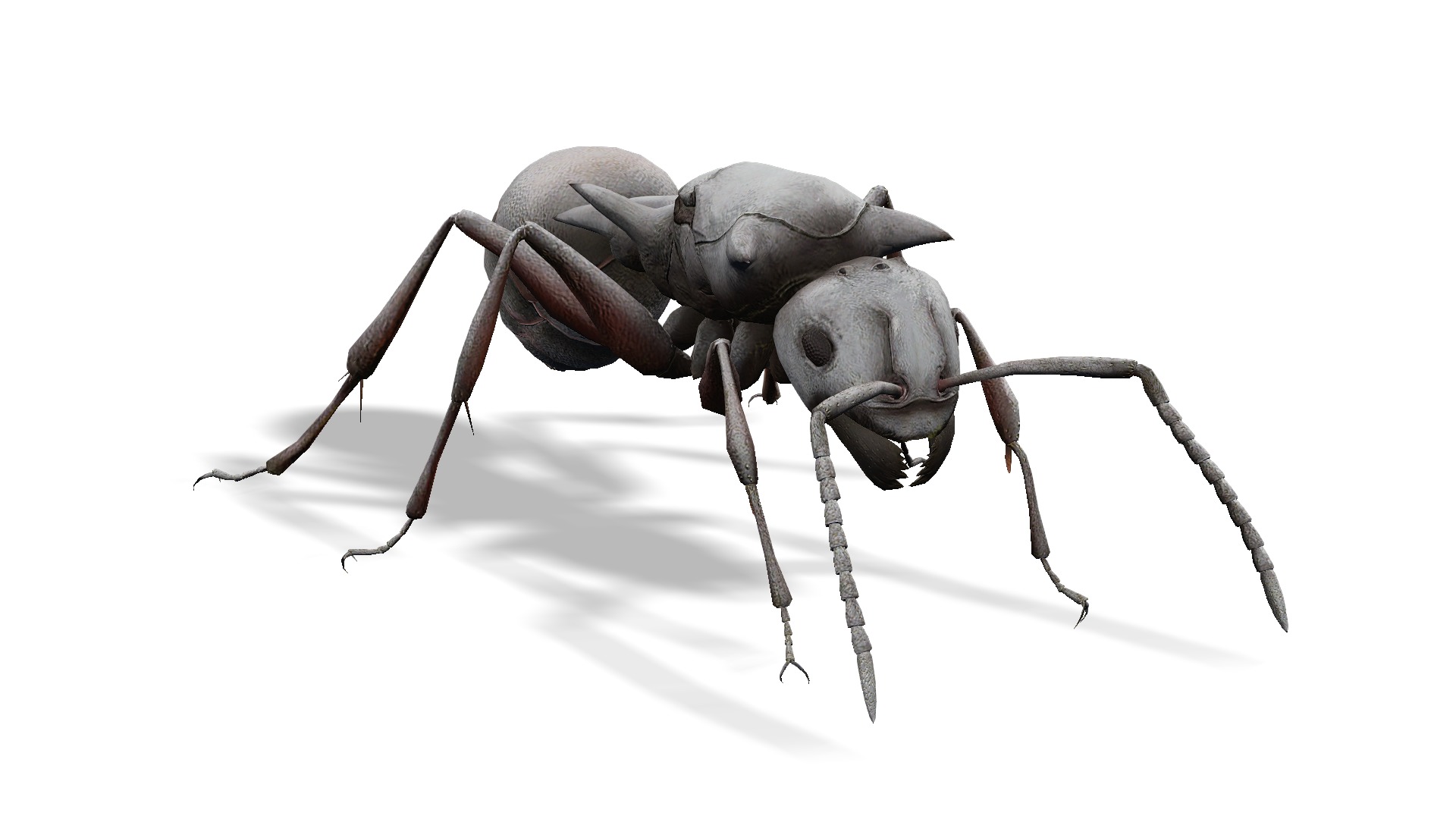 Animated Ant World Rigged Low-poly 3D model_14