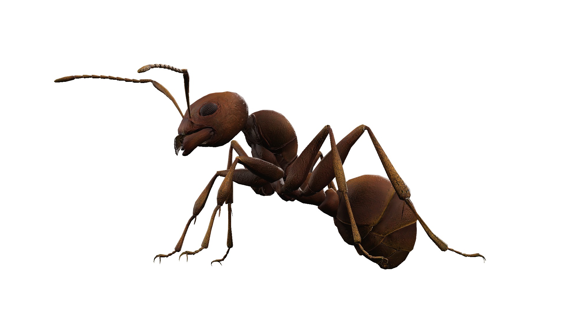 Animated Ant World Rigged Low-poly 3D model_6