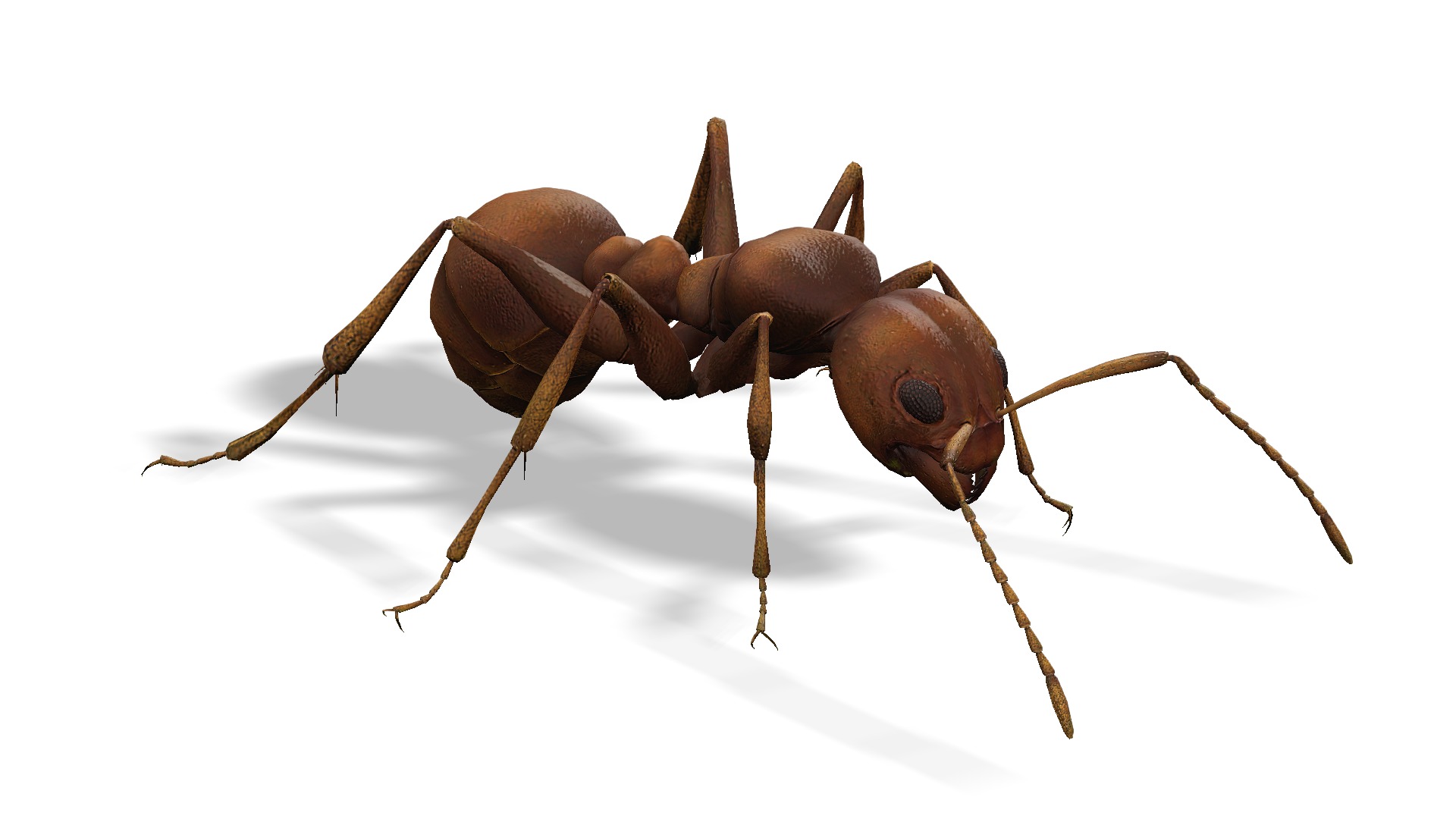 Animated Ant World Rigged Low-poly 3D model_1