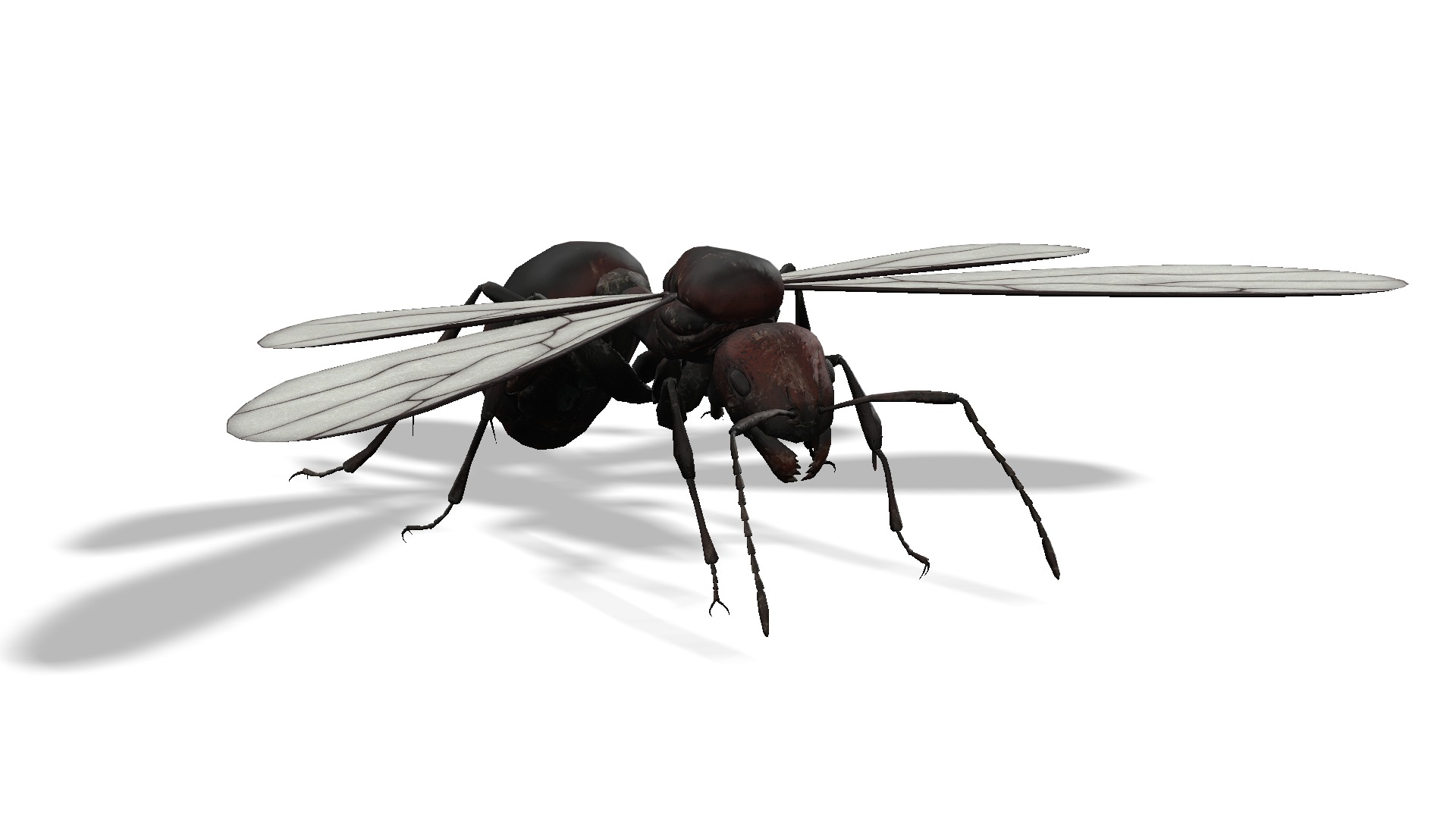Animated Ant World Rigged Low-poly 3D model_15